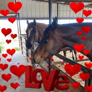 Meet your Posher, Brenda